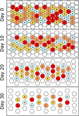 Intracanopy lighting strategies to improve green bush bean (Phaseolus vulgaris) compatibility with vertical farming